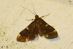 Piletocera aegimiusalis