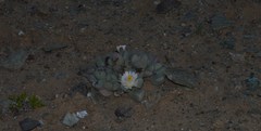 Dracophilus dealbatus