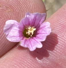 Monsonia senegalensis