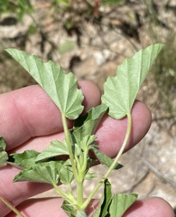 Monsonia senegalensis