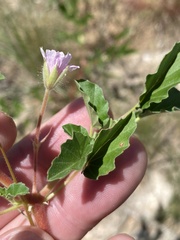 Monsonia senegalensis