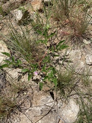 Monsonia senegalensis