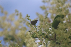 Cyanophrys miserabilis