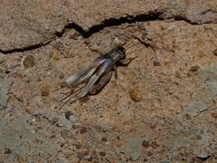 Teleogryllus