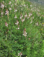 Onobrychis ruprechtii