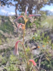 Polianthes zapopanensis