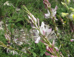 Onobrychis ruprechtii