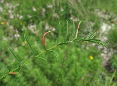 Onobrychis ruprechtii