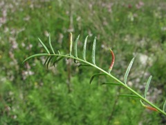 Onobrychis ruprechtii