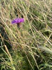 Centaurea debeauxii