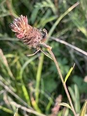 Centaurea debeauxii