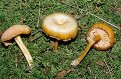 Entoloma farlowii