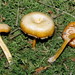 Entoloma farlowii - Photo (c) John Plischke, some rights reserved (CC BY-NC), uploaded by John Plischke