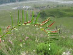 Onobrychis ruprechtii