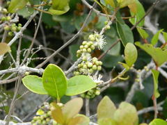 Pseudoscolopia polyantha