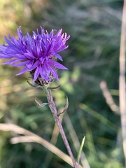 Centaurea debeauxii