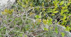 Pseudoscolopia polyantha