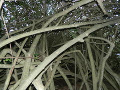 Hibiscus tiliaceus tiliaceus