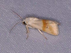 Ponometia virginalis