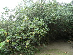 Hibiscus tiliaceus tiliaceus