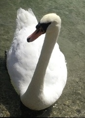 Cygnus olor