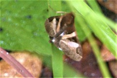 Melipotis fasciolaris