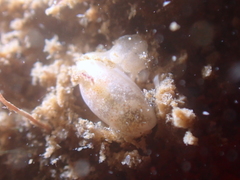 Roxaniella multistriata