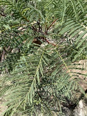 Elephantorrhiza