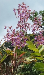 Epidendrum pseudoschumannianum