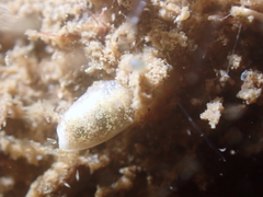 Roxaniella multistriata