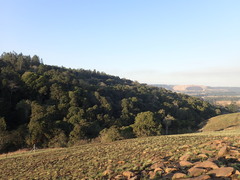 Podocarpus latifolius