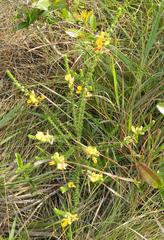 Aspalathus chortophila