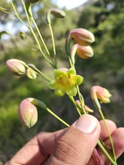 Prochnyanthes mexicana