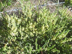 Aspalathus hispida albiflora