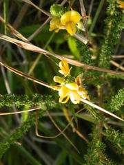 Aspalathus chortophila