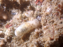 Roxaniella multistriata