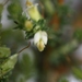 Aspalathus hispida albiflora - Photo (c) suewhitelaw, algunos derechos reservados (CC BY-NC)