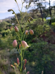 Prochnyanthes mexicana