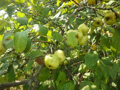 Malus orientalis
