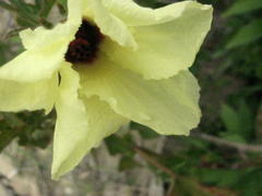 Hibiscus diversifolius diversifolius