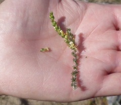 Aspalathus hispida albiflora