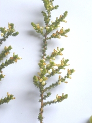 Aspalathus hispida albiflora