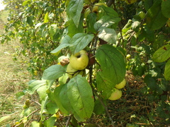 Malus orientalis