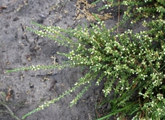 Aspalathus hispida albiflora