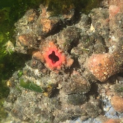 Pyura chilensis