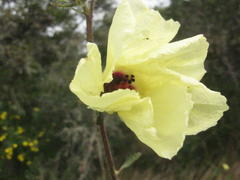Hibiscus diversifolius diversifolius
