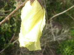 Hibiscus diversifolius diversifolius