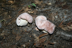 Hypomyces melanocarpus