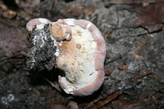 Hypomyces melanocarpus