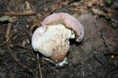 Hypomyces melanocarpus